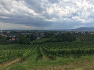 Vineyards outside Baden bei Wien, Austria